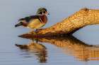 Wood Duck male on log in wetland-Marion County-Illinois Art Print